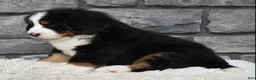 Bernese Mountain Dog dogs for sale: Brady - Ad 2