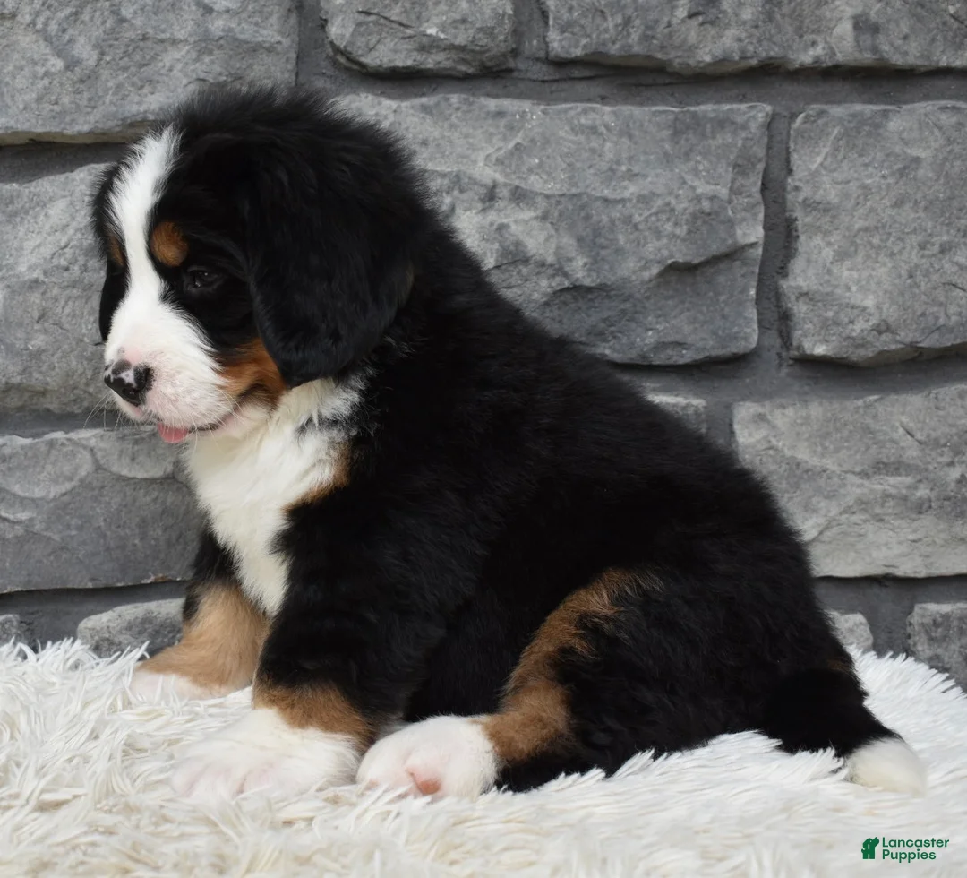 Bernese Mountain Dog dogs for sale: Brady - Ad 2