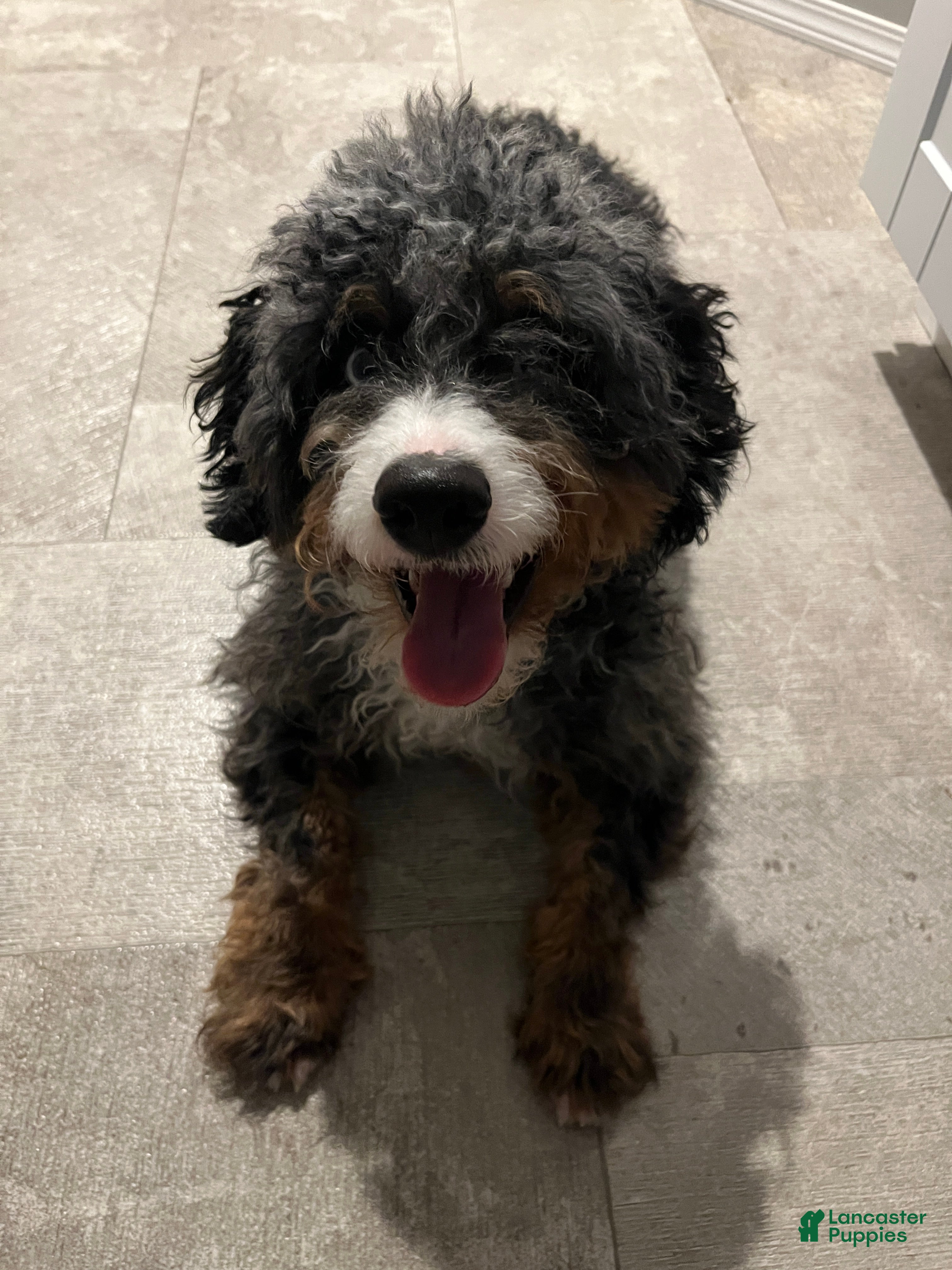 Bernedoodle dogs Bo - Ad 42