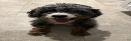 Bernedoodle dogs for sale: Bo - Ad 1
