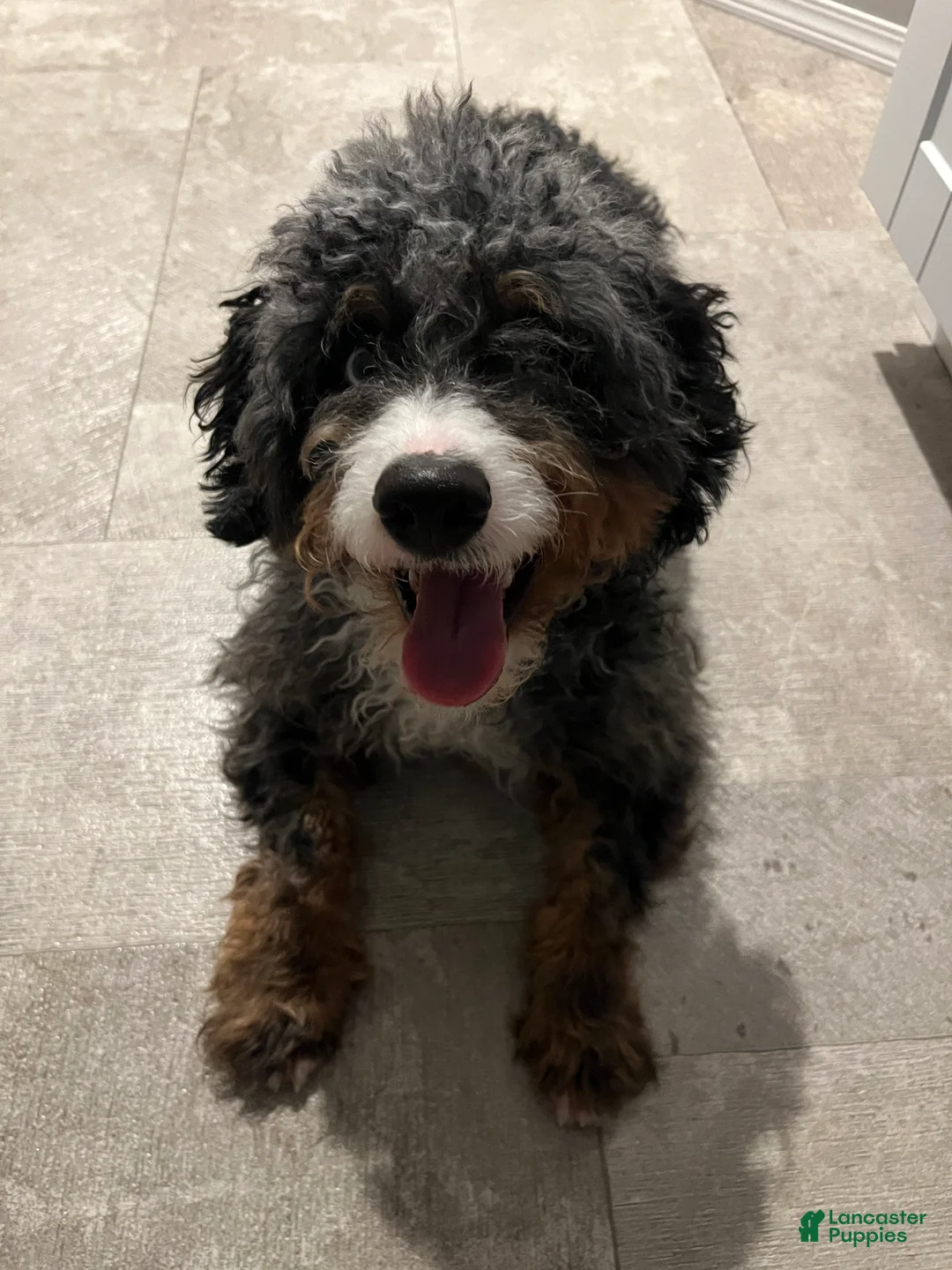Bernedoodle dogs for sale: Bo - Ad 1