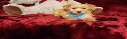 Yorkshire Terrier dogs for sale: TUCKER - Ad 7