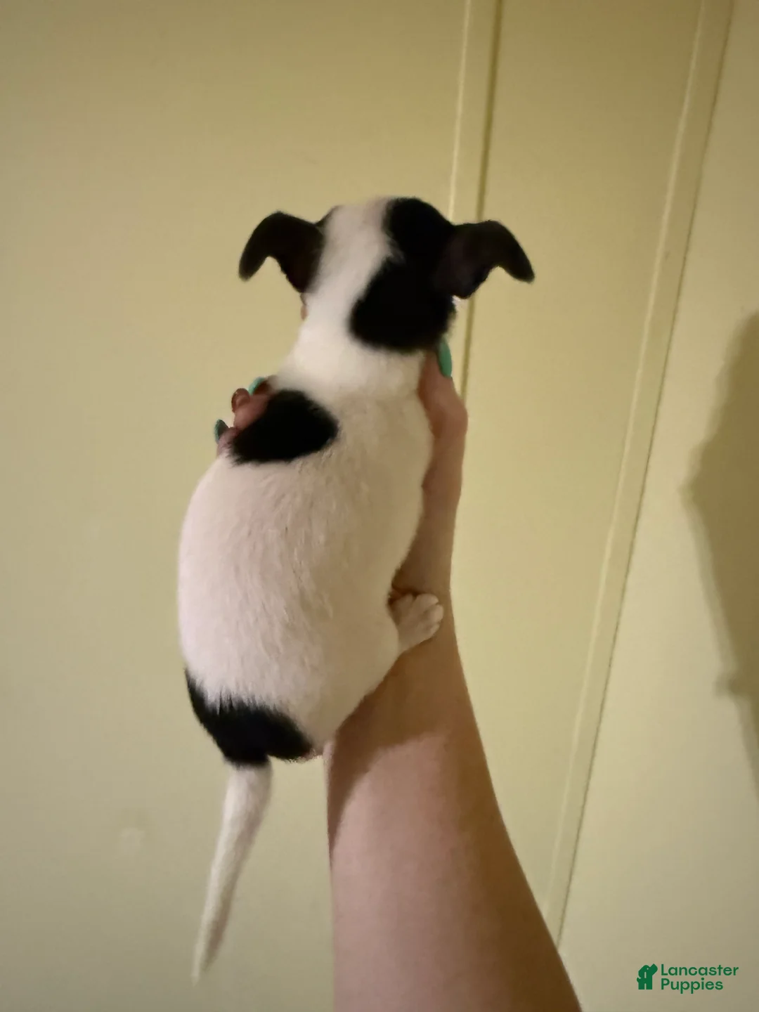 Chihuahua dogs for sale: Chihuahua 2 - Ad 2