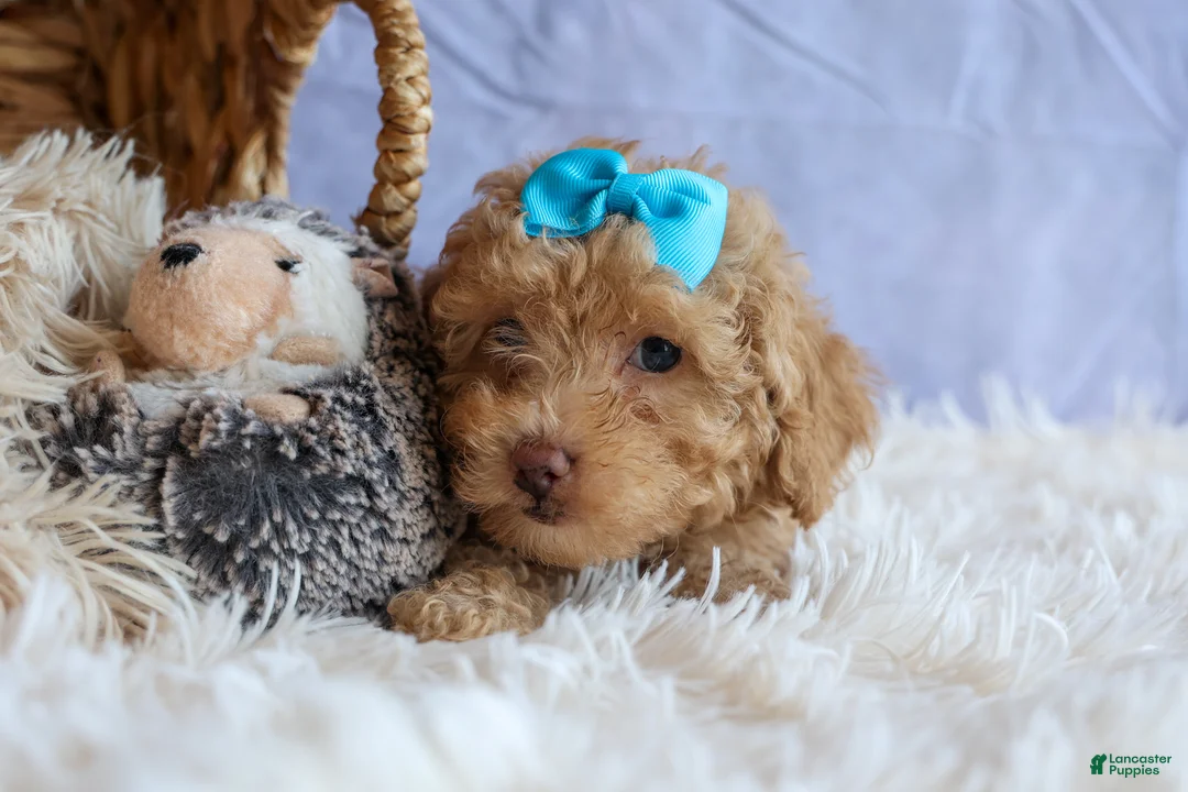 Miniature Poodle dogs for sale: ARCHIE - Ad 2