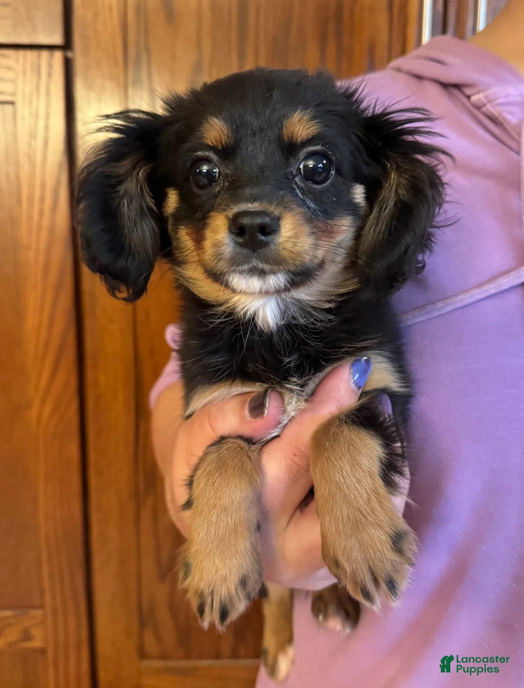 Mixed Breed dogs for sale: Cavalon Midnight - Ad 1