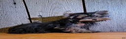 Yorkshire Terrier dogs for sale: Tilda - Ad 3