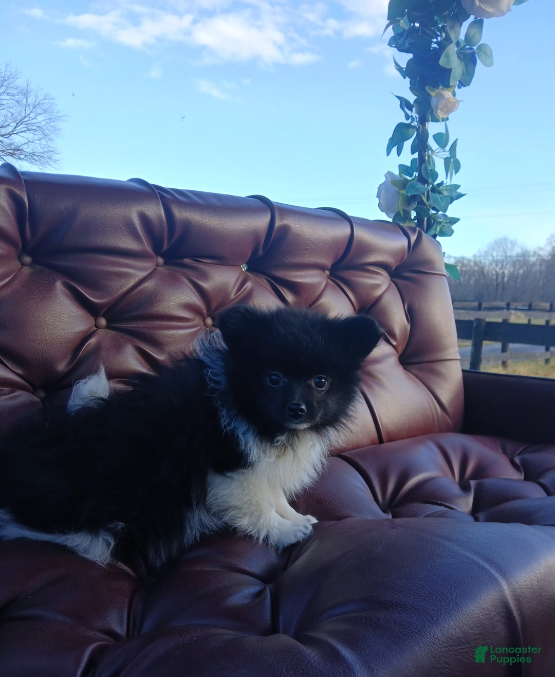 Pomeranian dogs for sale: Pomeranian Puppy 1 - Ad 3