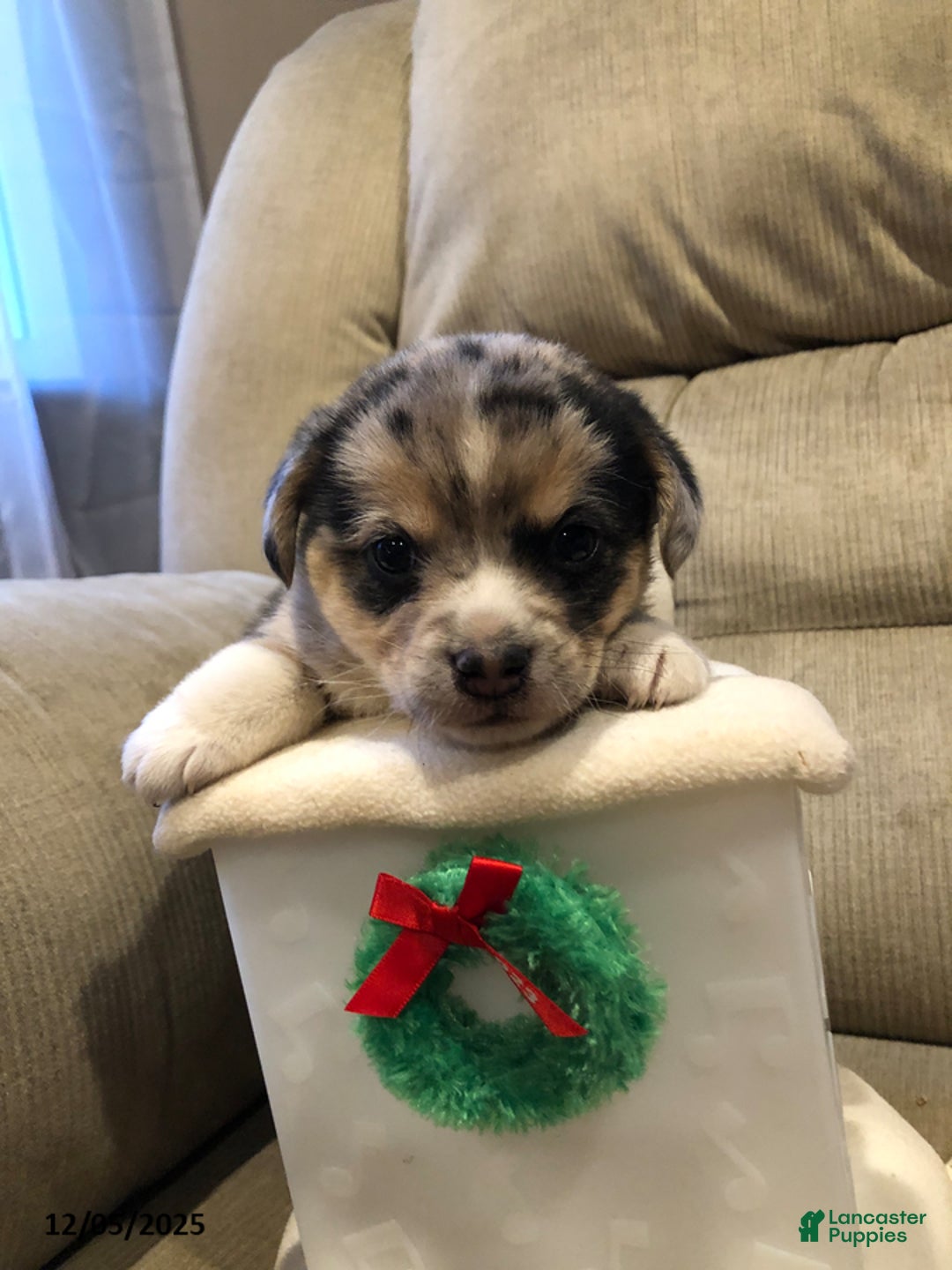 Mixed Breed dogs for sale: Milly - Ad 2