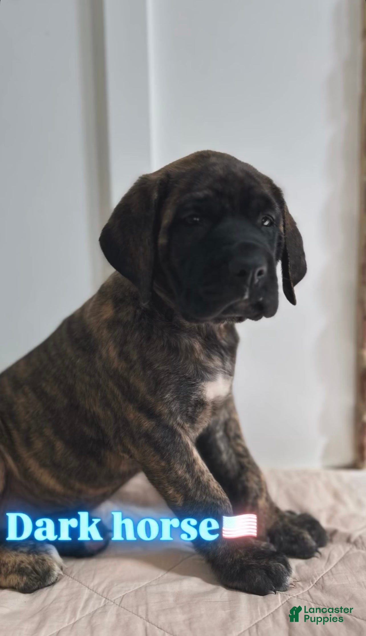 English Mastiff dogs for sale: Dark Horse  - Ad 1