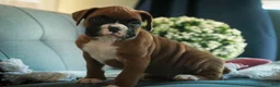 Boxer dogs for sale: Carrie - Ad 5