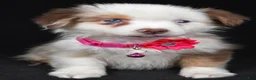 Miniature Australian Shepherd dogs for sale: Donna - Ad 3