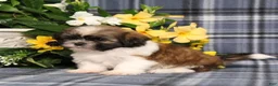 Shih Tzu dogs for sale: Truffles - Ad 4