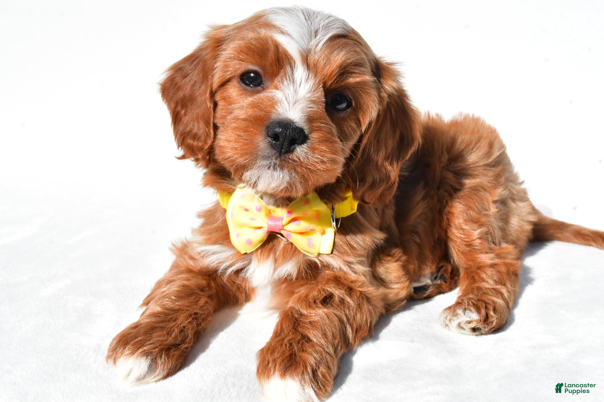 Cavapoo dogs Georgie - Ad 2