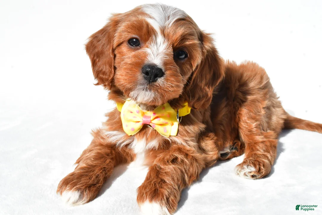 Cavapoo dogs for sale: Georgie - Ad 2