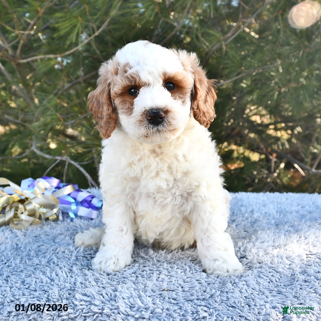 Mini Goldendoodle dogs for sale: Fletcher - Ad 1