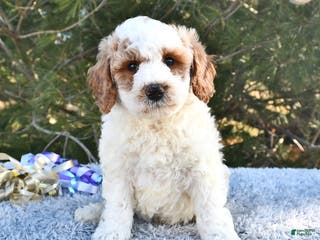 Mini Goldendoodle dogs Fletcher - Ad 14