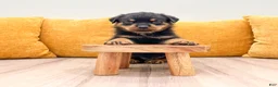 Rottweiler dogs for sale: Jake - Ad 2