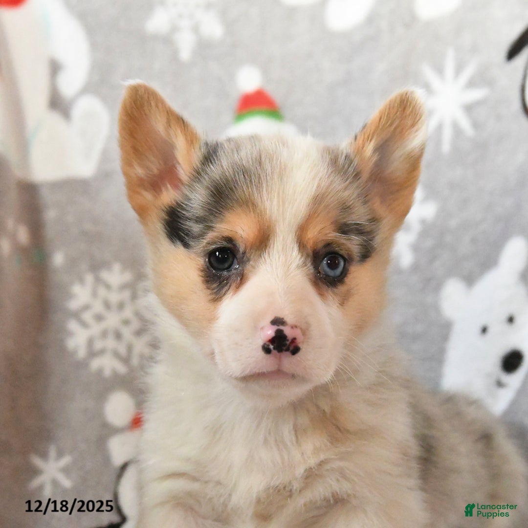 Welsh Corgi Pembroke dogs for sale: Gizmo - Ad 3