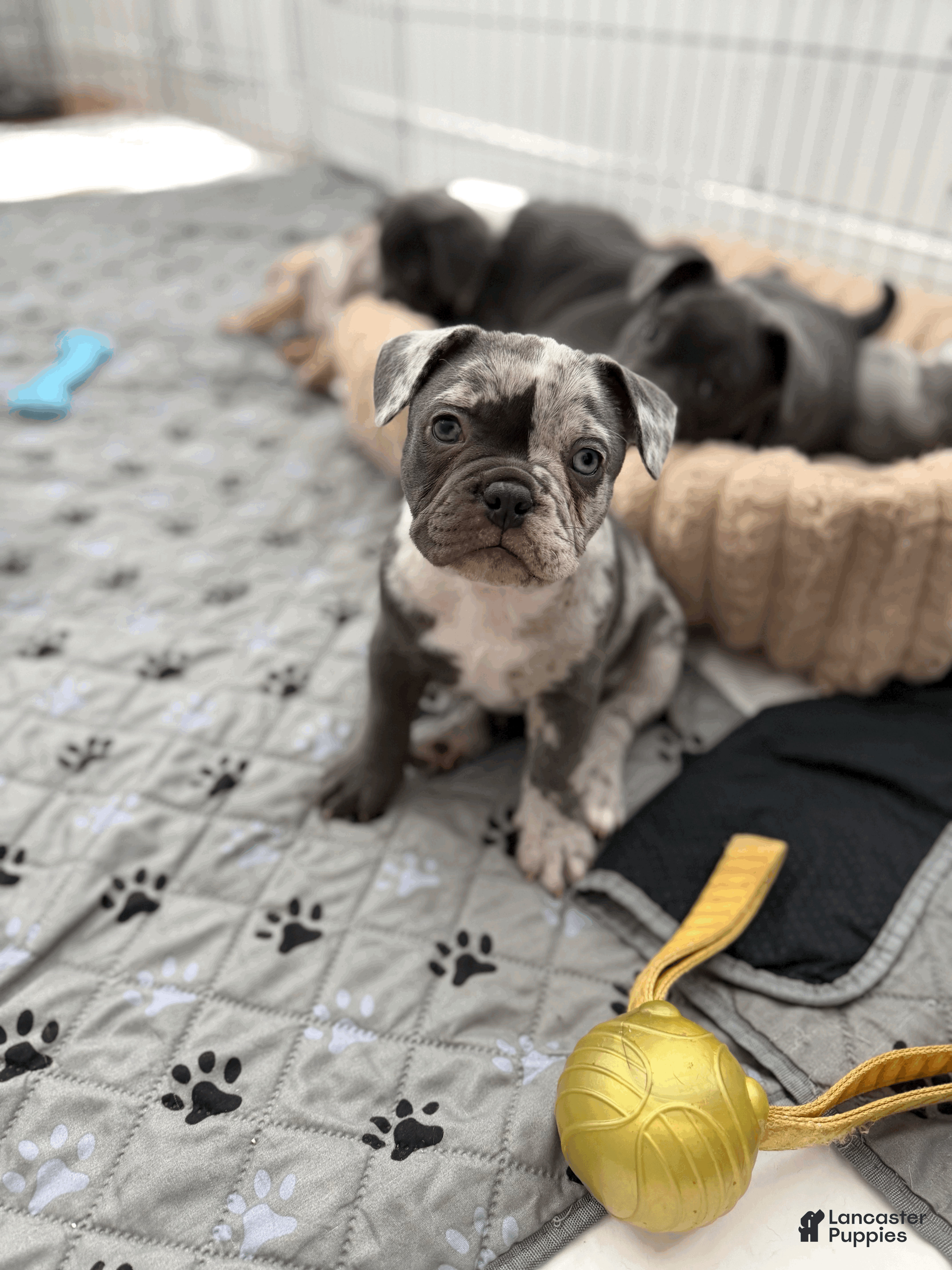 Mixed Breed dogs Black Merle Split Face, Micro Bully Female - Ad 12