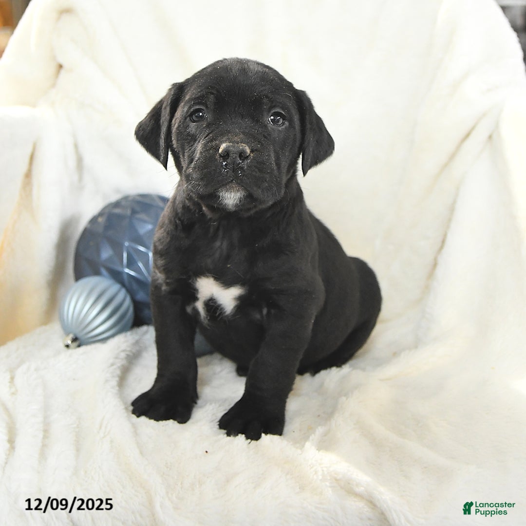 Mixed Breed dogs for sale: Mack  - Ad 3