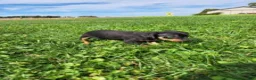Miniature Pinscher dogs for sale: Male 3 - Ad 3
