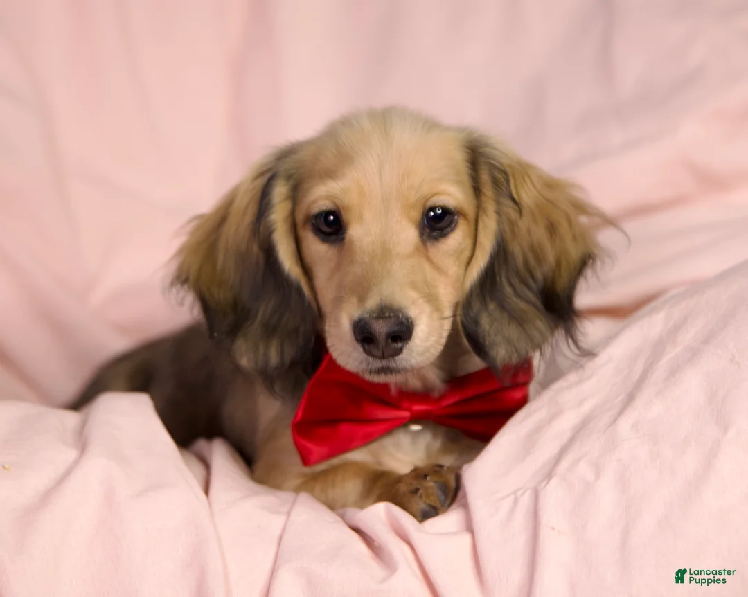 Miniature Dachshund dogs for sale: Tahiti - Ad 1