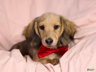 Miniature Dachshund dogs Tahiti - Ad 22