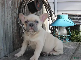 French Bulldog dogs for sale: Angie - Ad 3