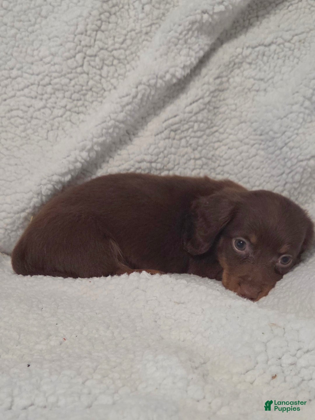Miniature Dachshund dogs for sale: Miniature Dachshund Puppy 1 - Ad 4