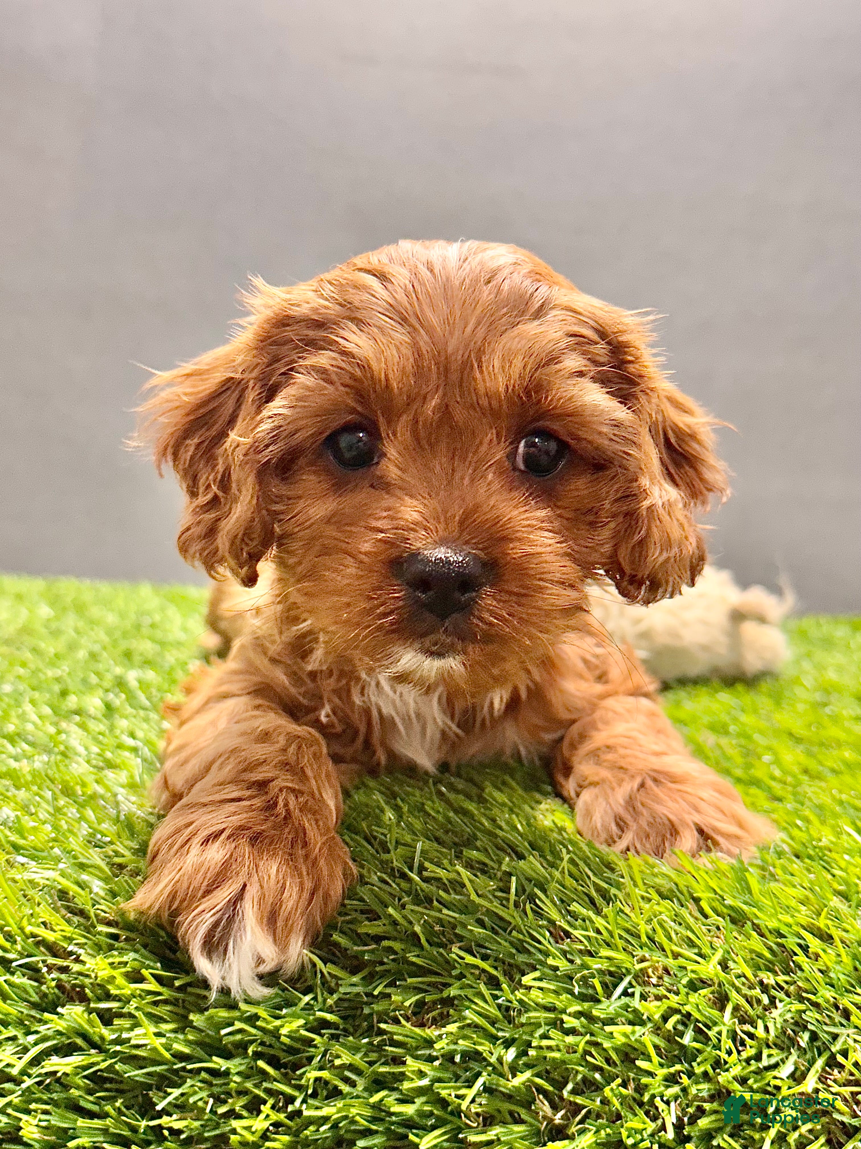 Cavapoo dogs Rocky - Ad 2