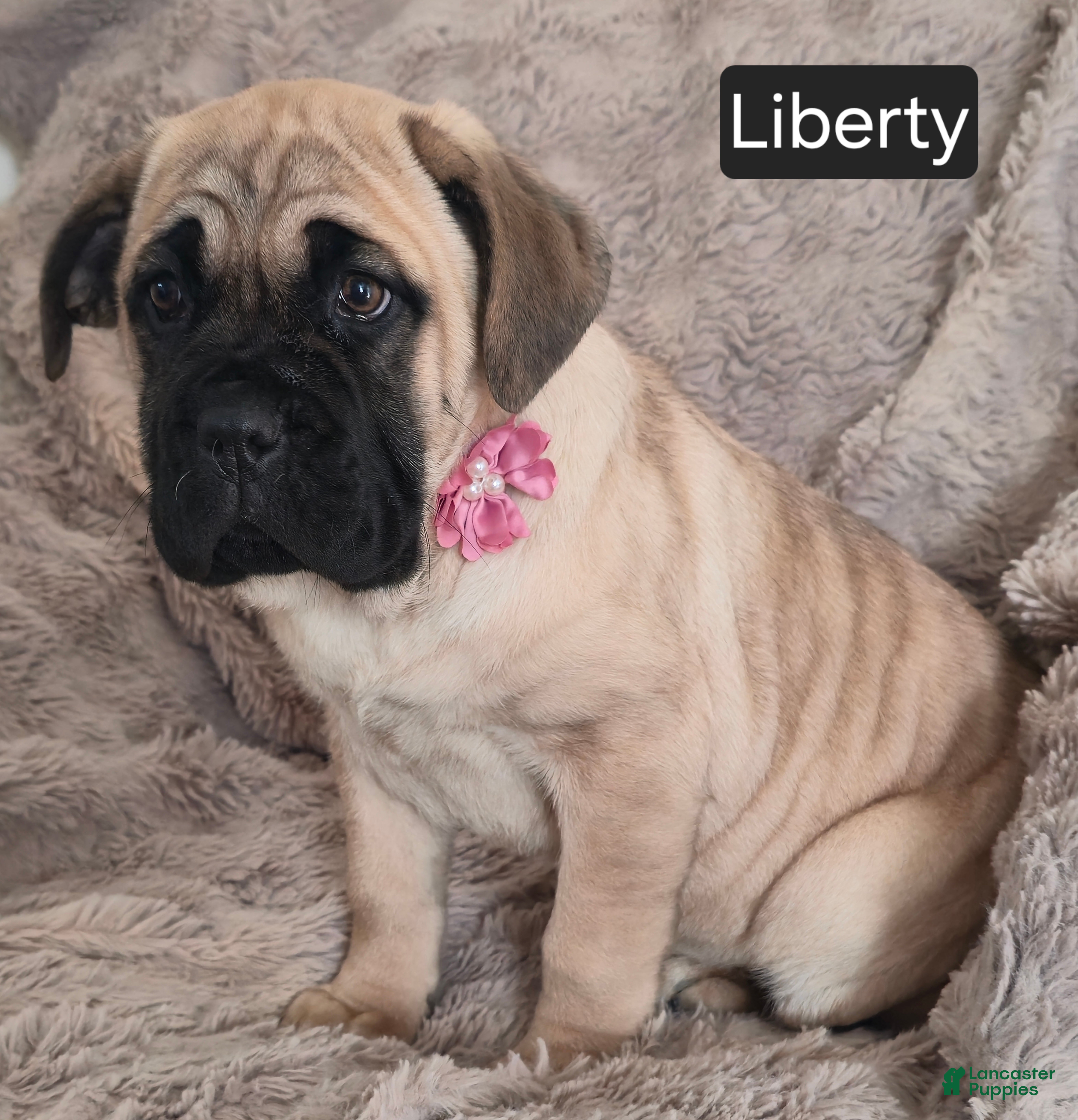 Cane Corso dogs Liberty  - Ad 14
