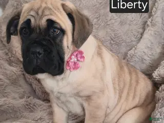Cane Corso dogs Liberty - Ad 14