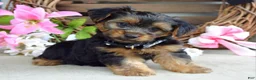 Yorkshire Terrier dogs for sale: Marshall - Ad 8