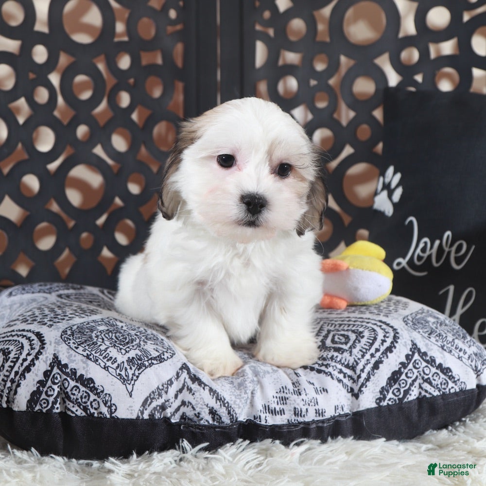 Teddy Bear dogs Andy Teddy Bear Puppy - Ad 2