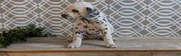 Dalmatian dogs for sale: Morgan - Ad 14