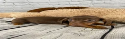 Miniature Dachshund dogs for sale: Wendy - Ad 7