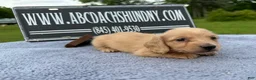 Miniature Dachshund dogs for sale: South African AKC Carrie’s Choc CR - Ad 6