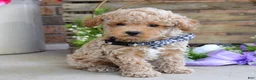 Toy Poodle dogs for sale: Miles - Ad 9