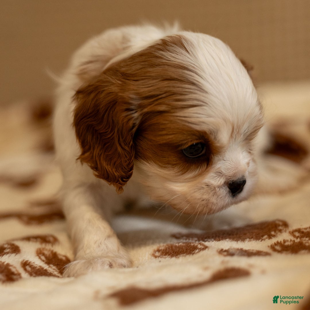 Cavalier King Charles Spaniel dogs for sale: Zizi - Ad 5