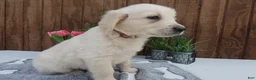 Golden Retriever dogs for sale: Golden Retriever 2 Dextor - Ad 3