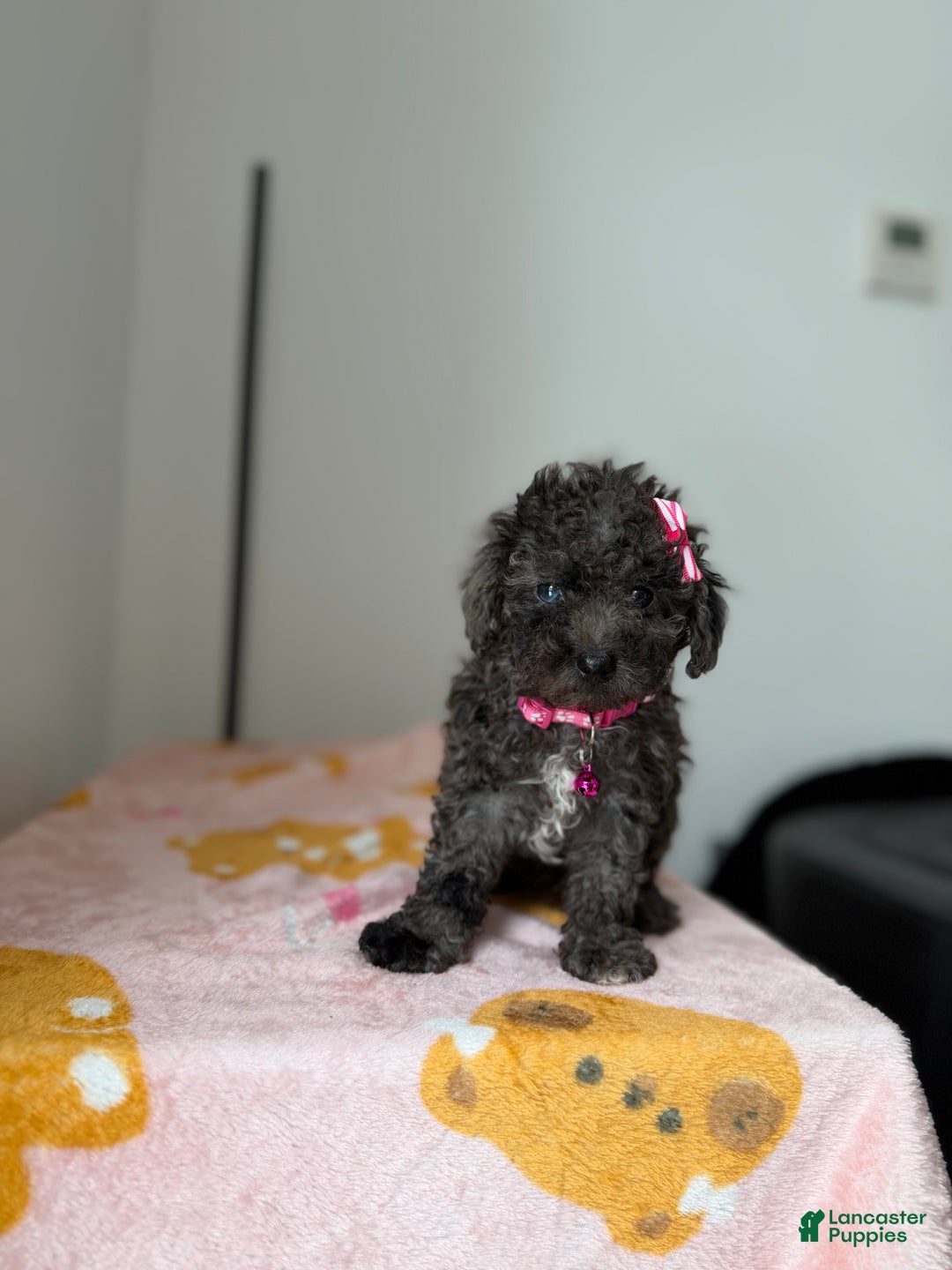 Toy Poodle dogs for sale: Blue eye - Ad 4