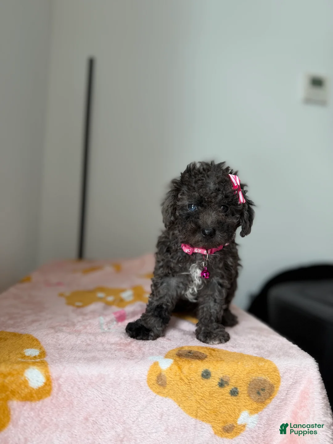 Toy Poodle dogs for sale: Blue eye - Ad 4