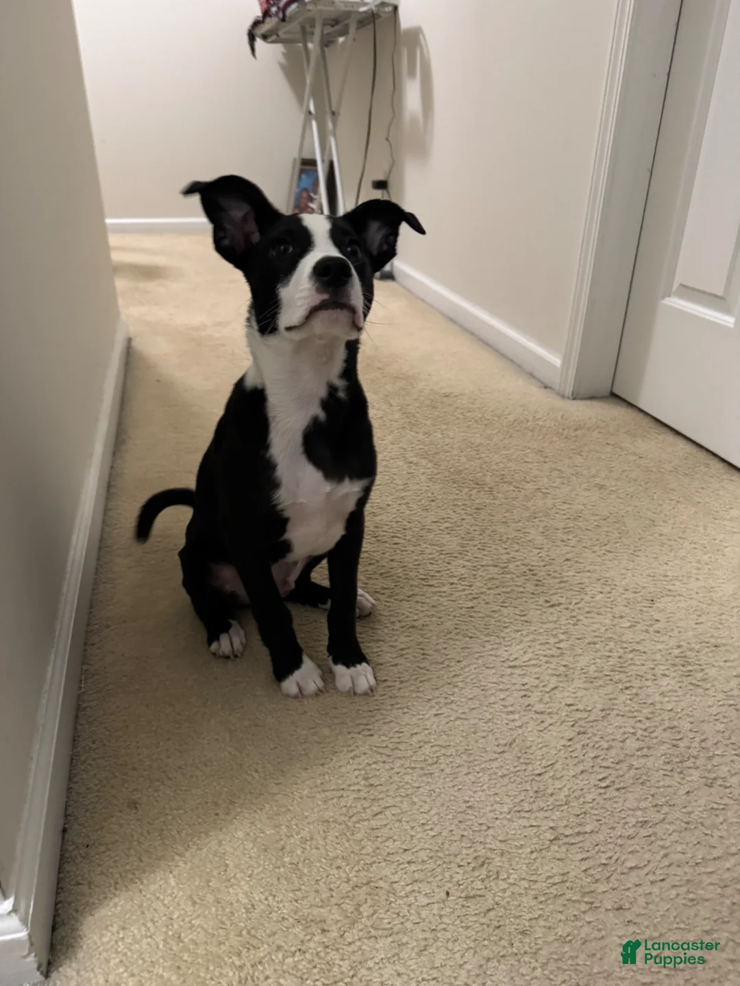 American Pit Bull Terrier dogs for stud: Mookie - Ad 2