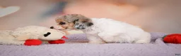 Maltipoo dogs for sale: Mabel - Ad 13