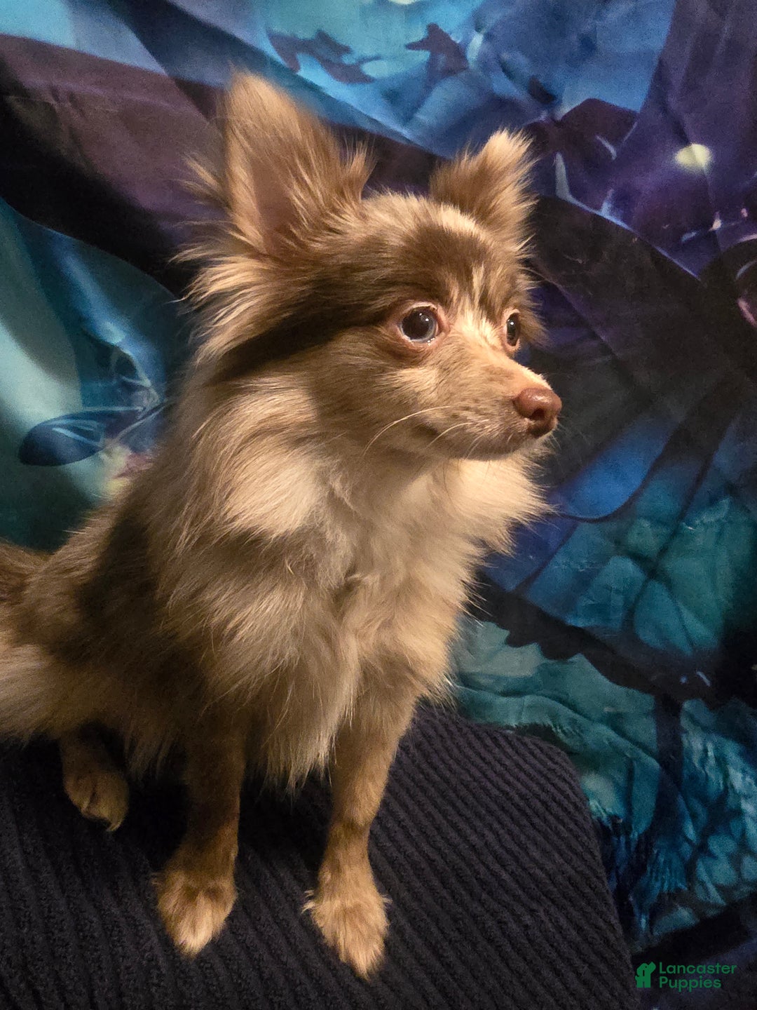 Pomeranian dogs for sale: Pomeranian Puppy 1 - Ad 2