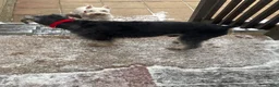 Miniature Schnauzer dogs for sale: Jack sparrow - Ad 7