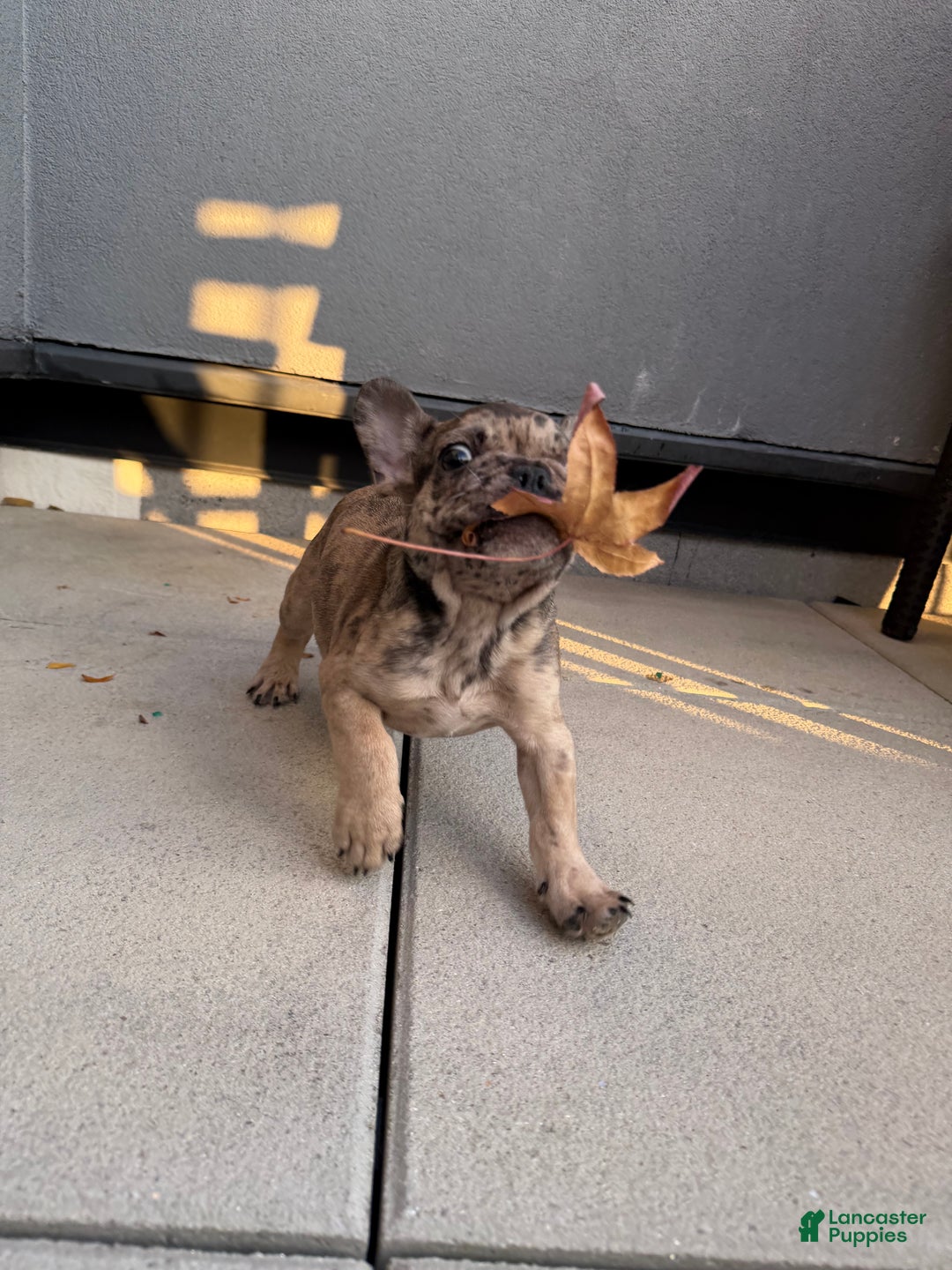 French Bulldog dogs for sale: French Bulldog Puppy 1 - Ad 1