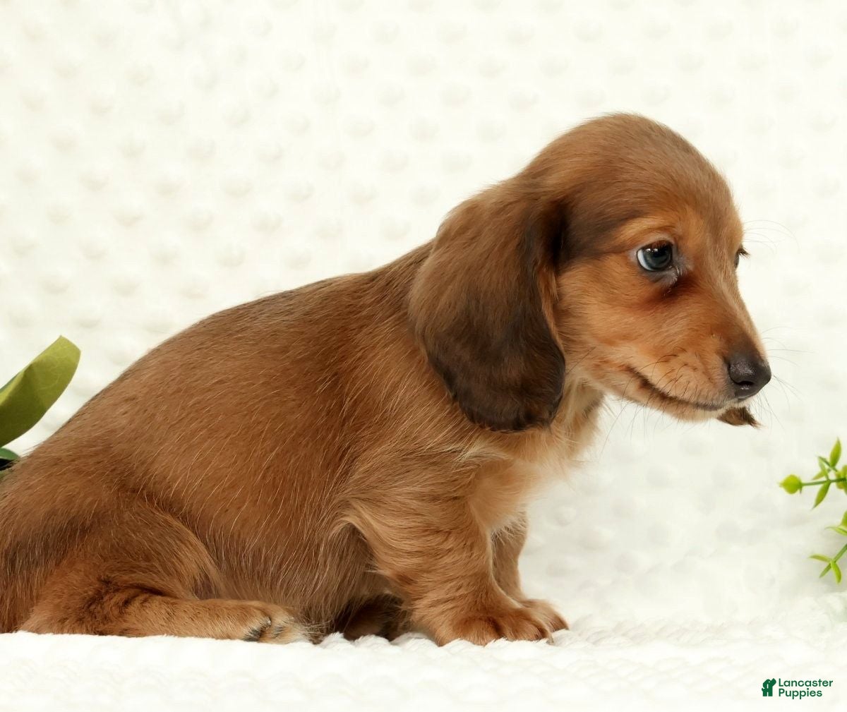 Miniature Dachshund dogs for sale: Scott - Ad 9