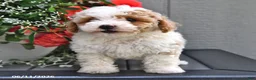 Miniature Poodle dogs for sale: Sapphire - Ad 2