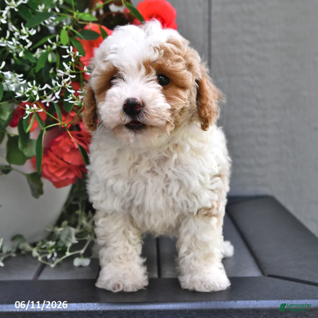 Miniature Poodle dogs for sale: Sapphire - Ad 2